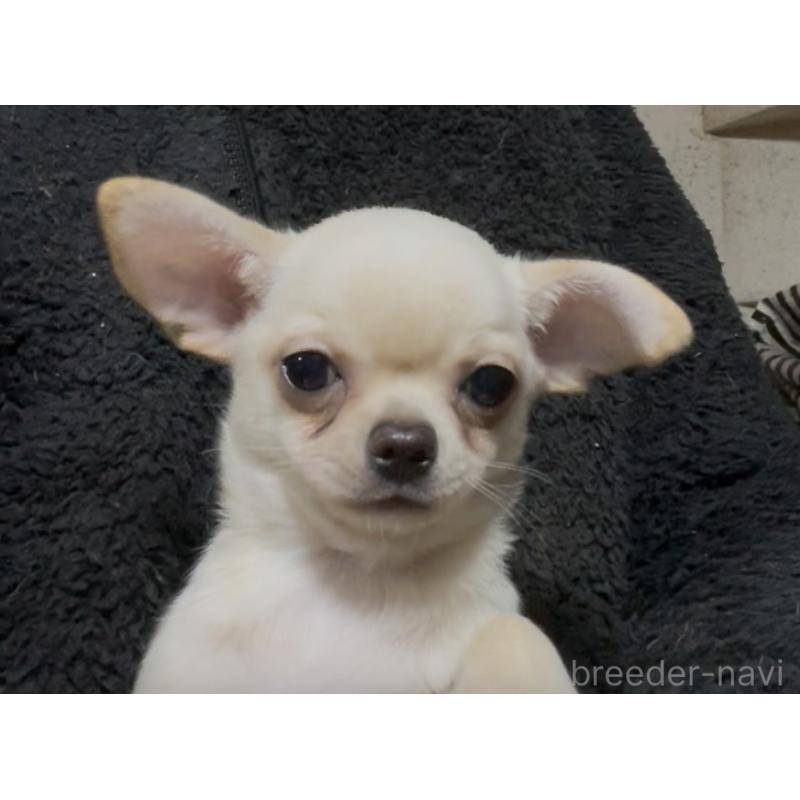 販売中の埼玉県のチワワ(スムースコート)-437926の3枚目