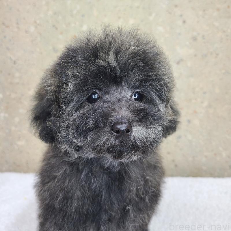 販売中の和歌山県のトイプードル-431325の1枚目