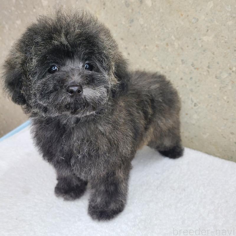 販売中の和歌山県のトイプードル-431325の7枚目