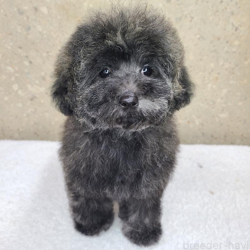 販売中の和歌山県のトイプードル-431325の6枚目