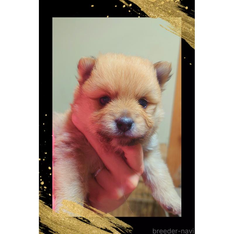 販売中の栃木県のポメラニアン-447058の6枚目