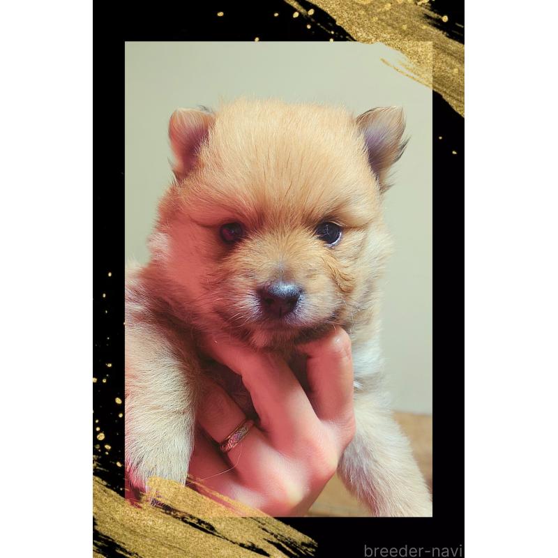 販売中の栃木県のポメラニアン-447058の5枚目