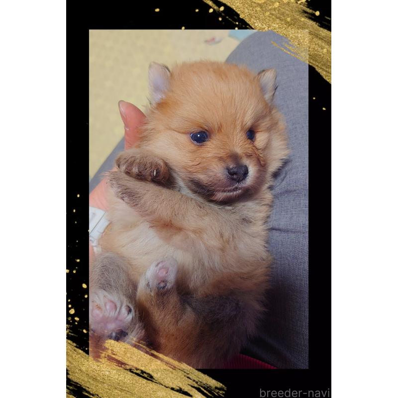 販売中の栃木県のポメラニアン-447058の3枚目