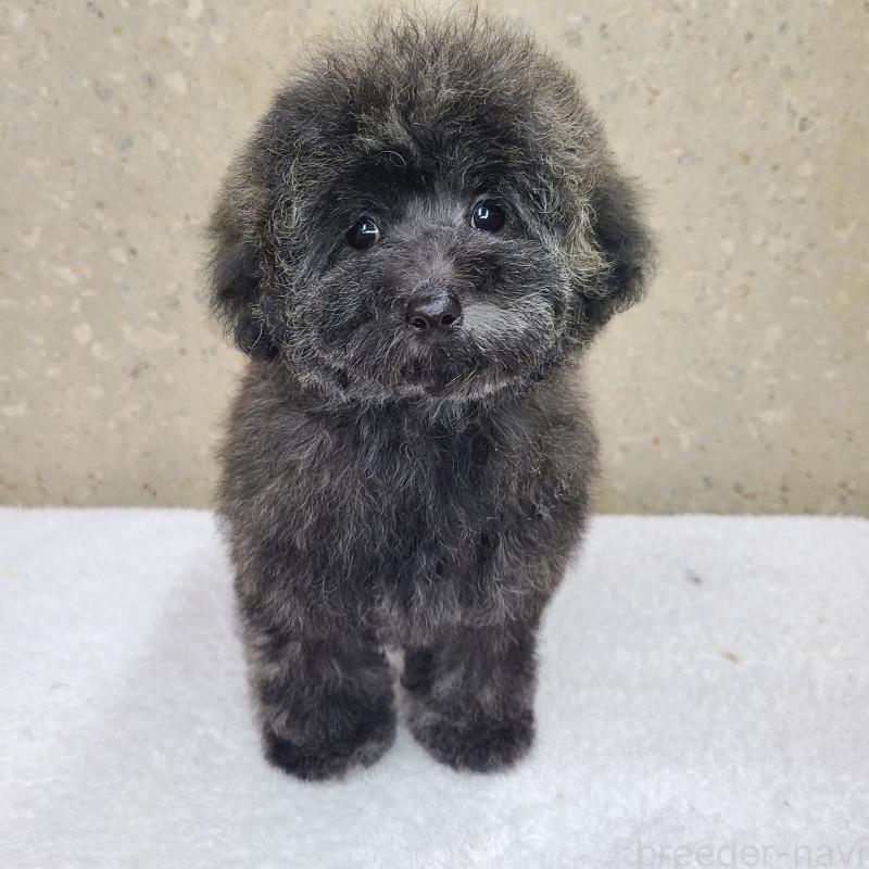 販売中の和歌山県のトイプードル-431325の5枚目