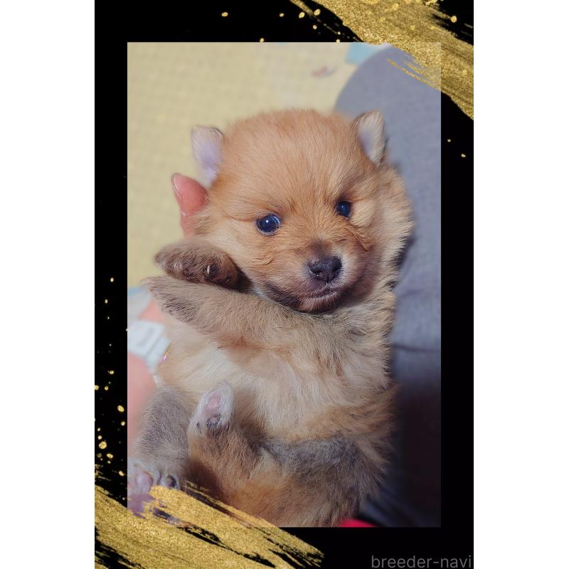 販売中の栃木県のポメラニアン-447058の2枚目