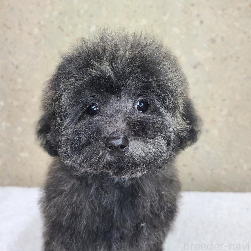 販売中の和歌山県のトイプードル-431325の4枚目