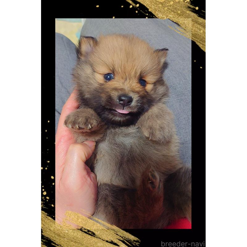 販売中の栃木県のポメラニアン-447059の5枚目