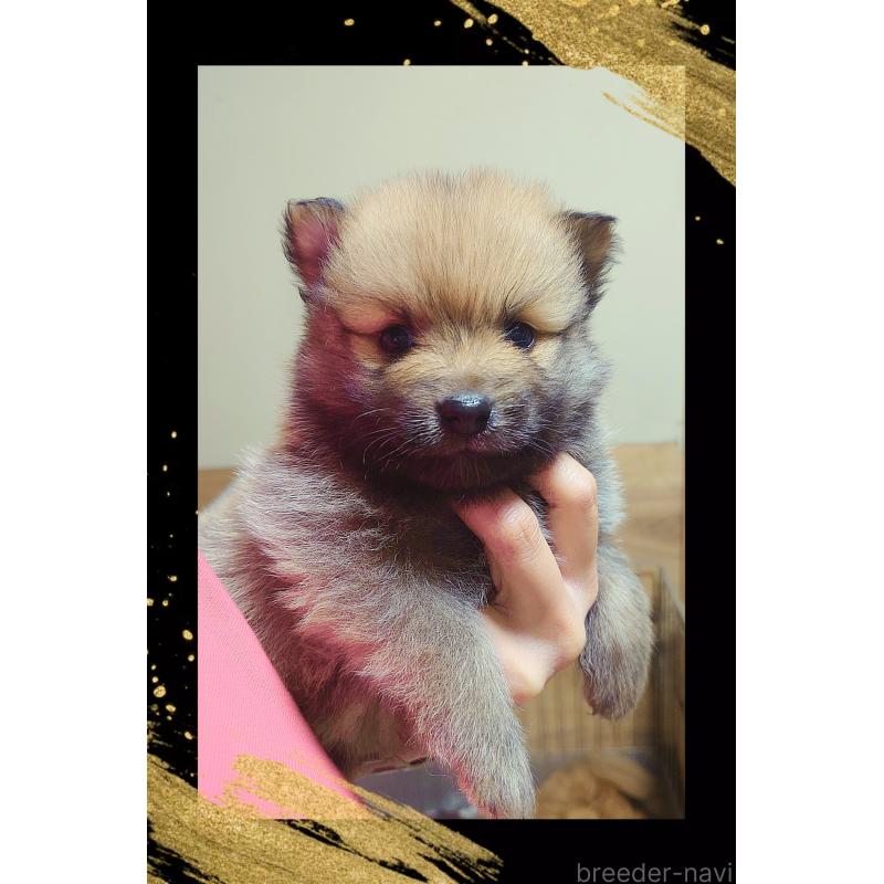 販売中の栃木県のポメラニアン-447059の4枚目