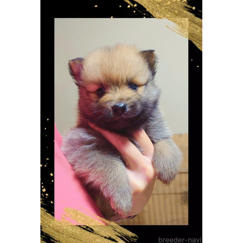 販売中の栃木県のポメラニアン-447059の3枚目