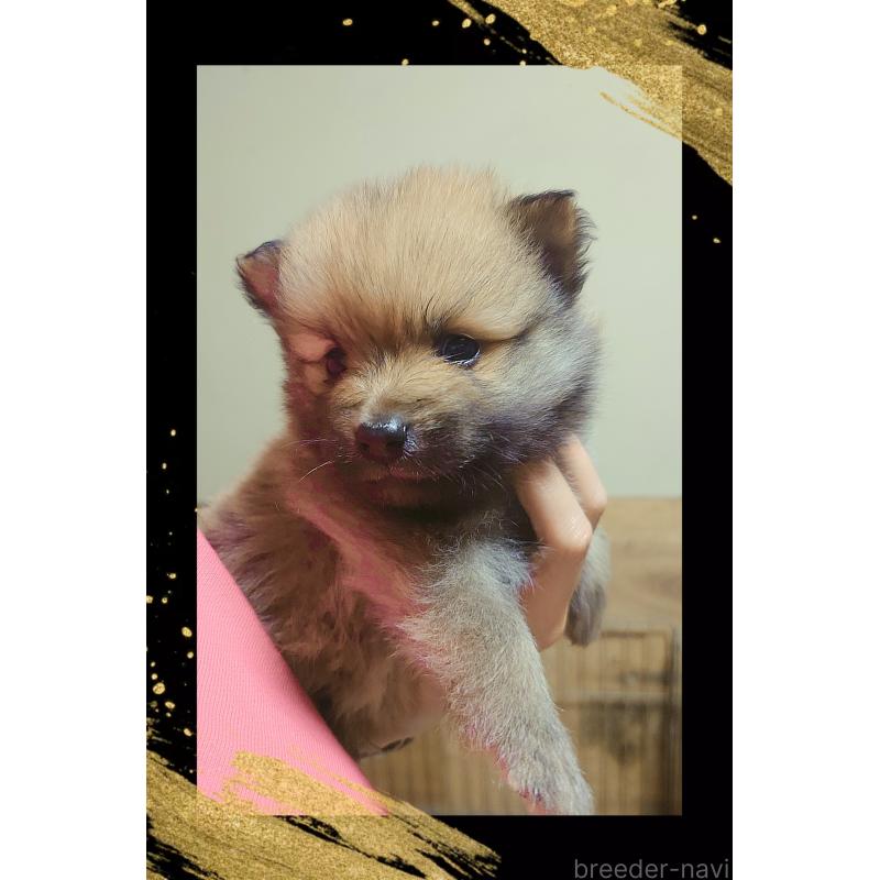 販売中の栃木県のポメラニアン-447059の2枚目