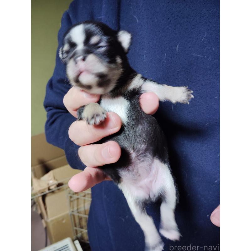 販売中の静岡県のチワワ(スムースコート)-447061の4枚目