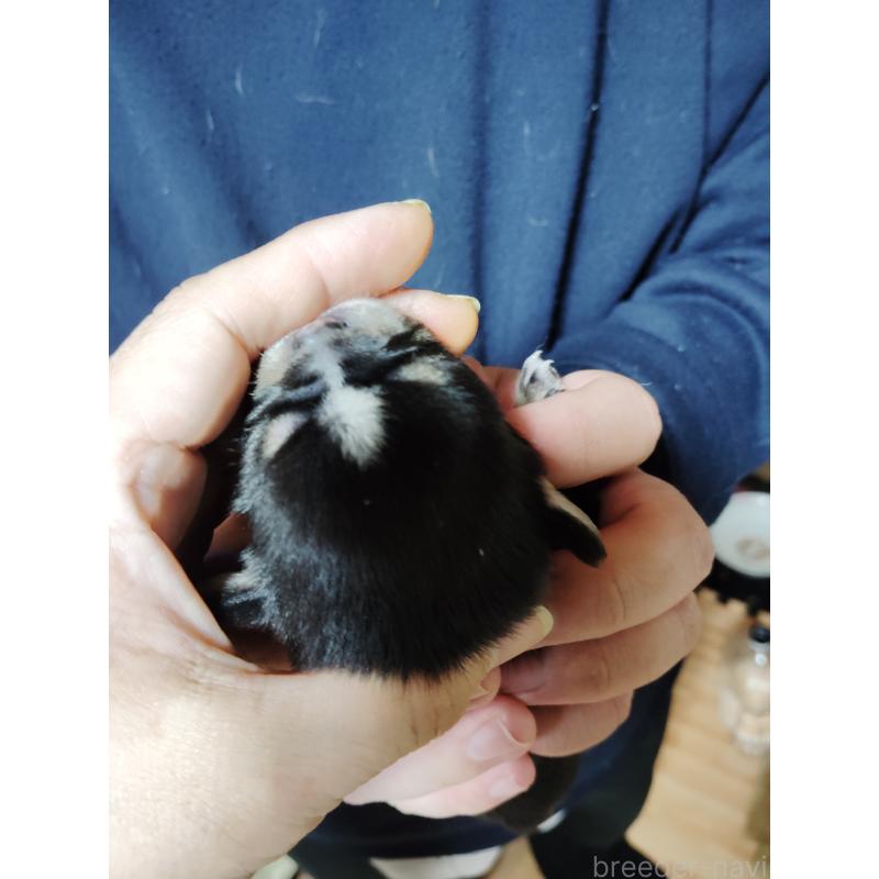 販売中の静岡県のチワワ(スムースコート)-447061の2枚目