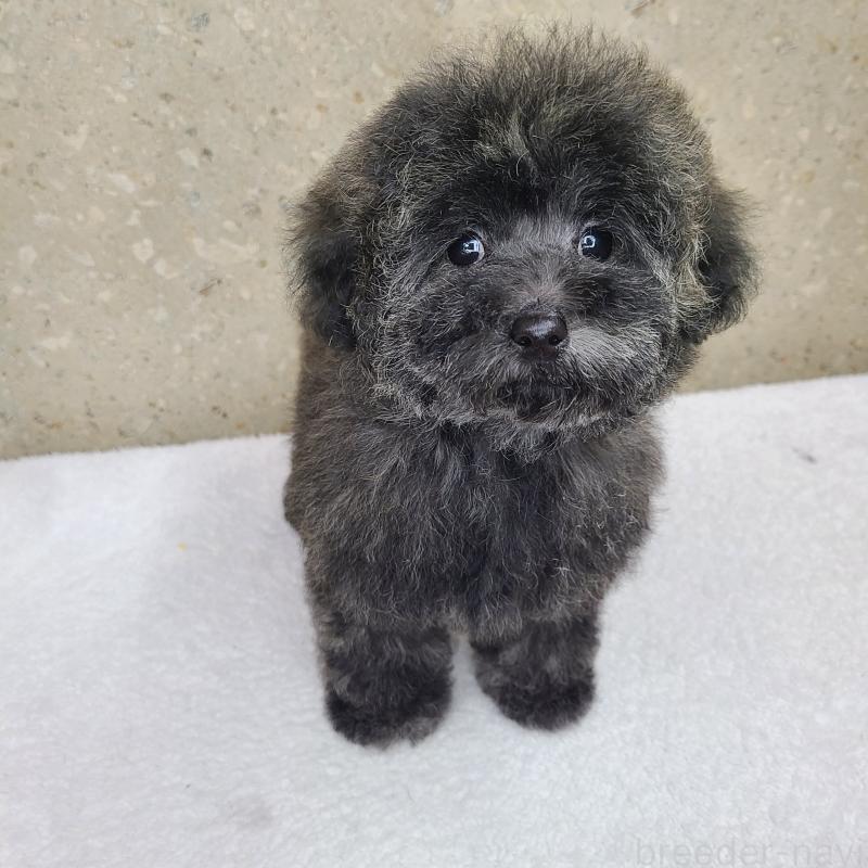 販売中の和歌山県のトイプードル-431325の2枚目