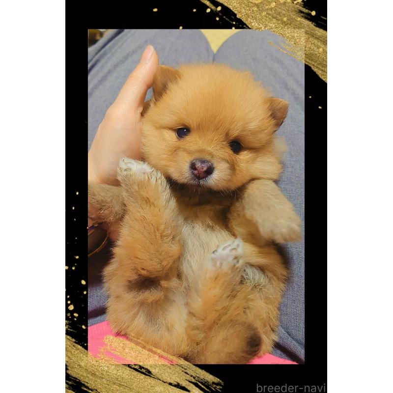 販売中の栃木県のポメラニアン-447060の6枚目