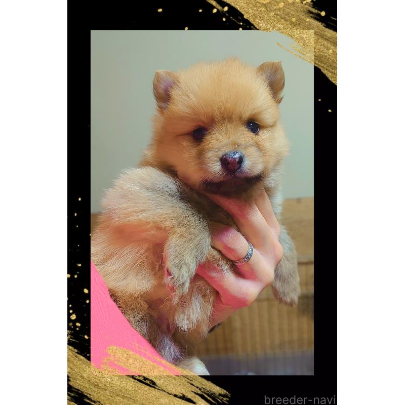 販売中の栃木県のポメラニアン-447060の5枚目