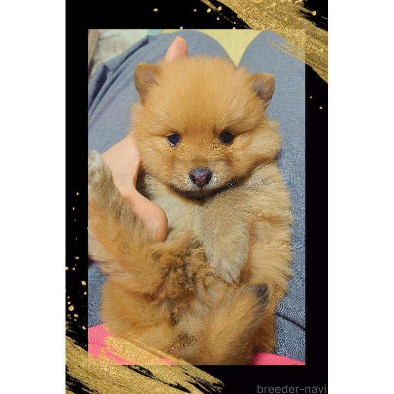 販売中の栃木県のポメラニアン-447060の4枚目