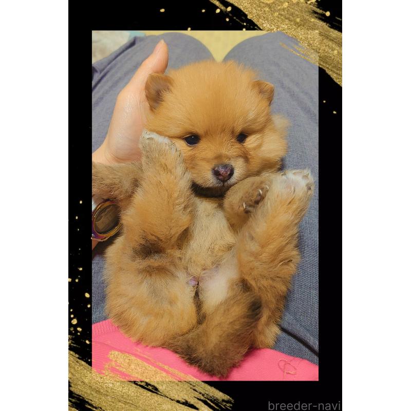 販売中の栃木県のポメラニアン-447060の2枚目