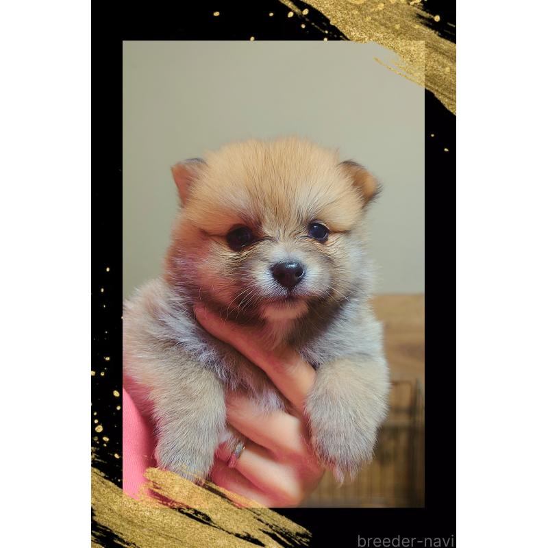 販売中の栃木県のポメラニアン-447062の6枚目