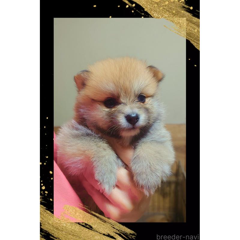 販売中の栃木県のポメラニアン-447062の5枚目