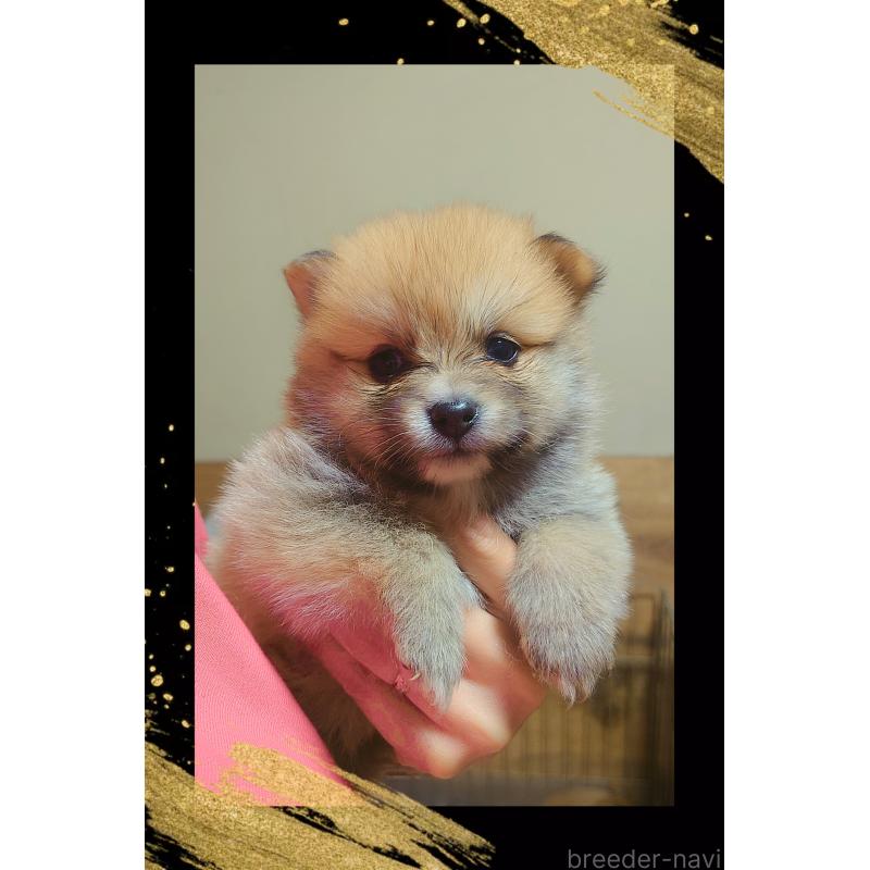 販売中の栃木県のポメラニアン-447062の4枚目