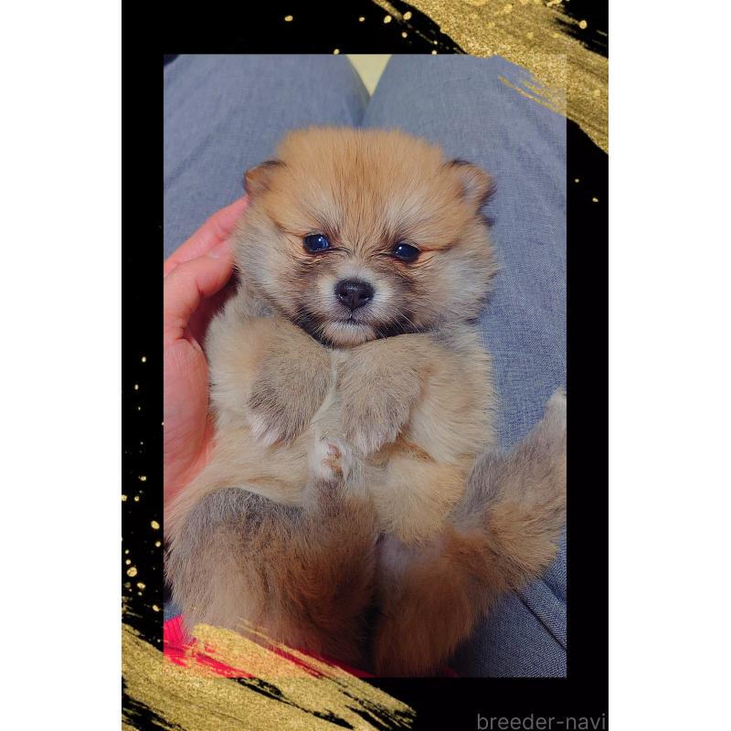 販売中の栃木県のポメラニアン-447062の3枚目