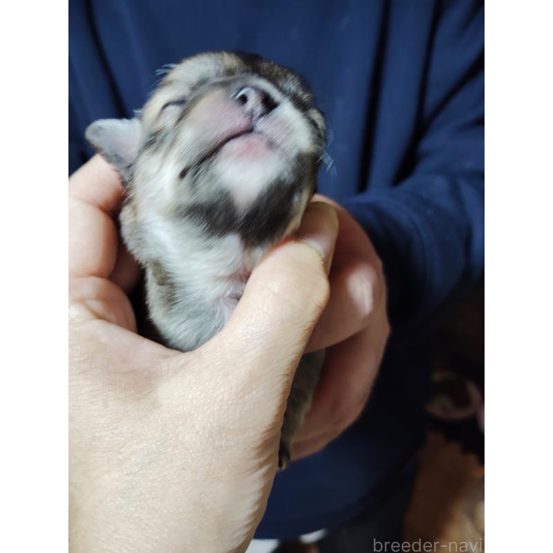 販売中の静岡県のチワワ(スムースコート)-447063の9枚目