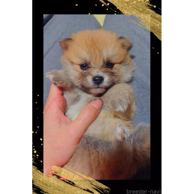 販売中の栃木県のポメラニアン-447062の2枚目