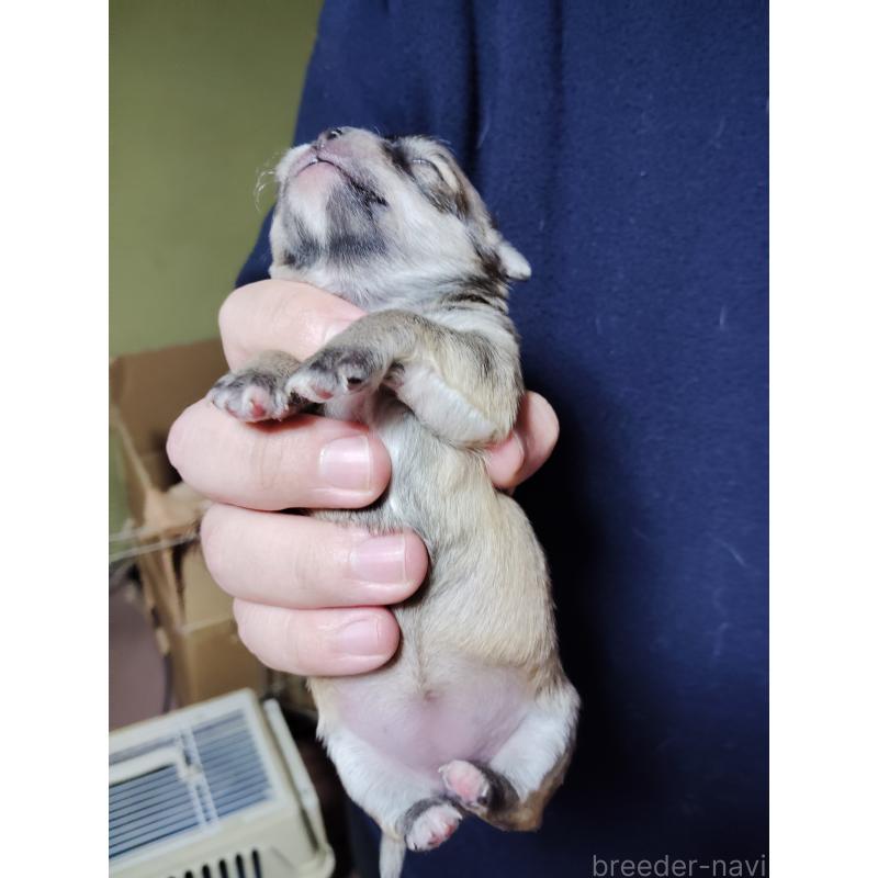 販売中の静岡県のチワワ(スムースコート)-447063の5枚目