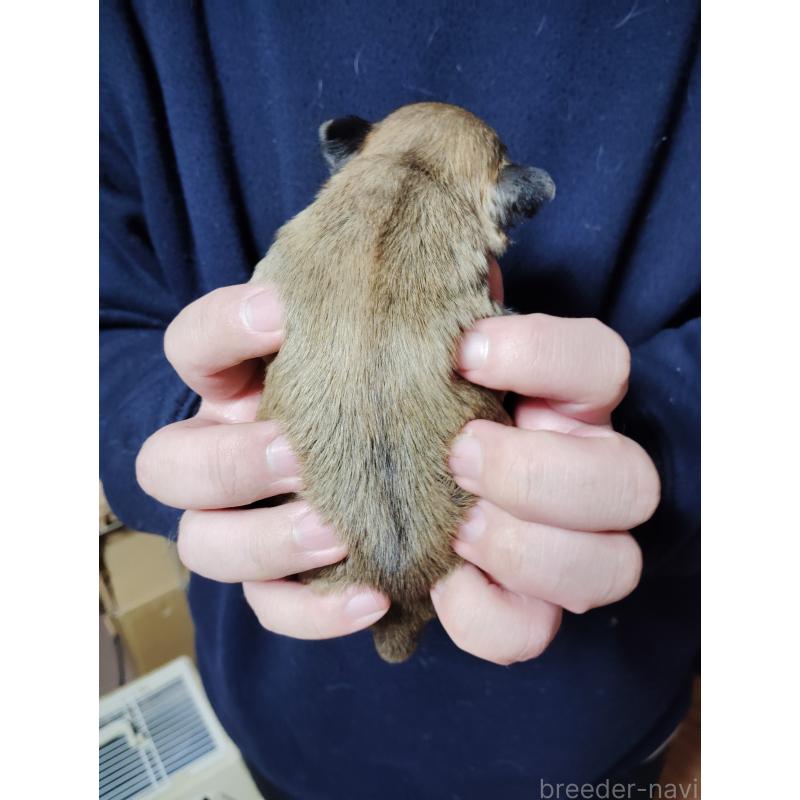 販売中の静岡県のチワワ(スムースコート)-447063の4枚目