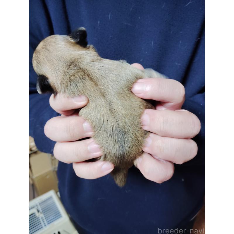 販売中の静岡県のチワワ(スムースコート)-447063の3枚目