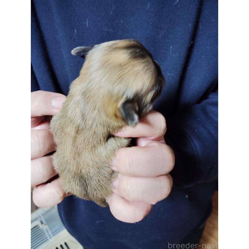 販売中の静岡県のチワワ(スムースコート)-447063の2枚目