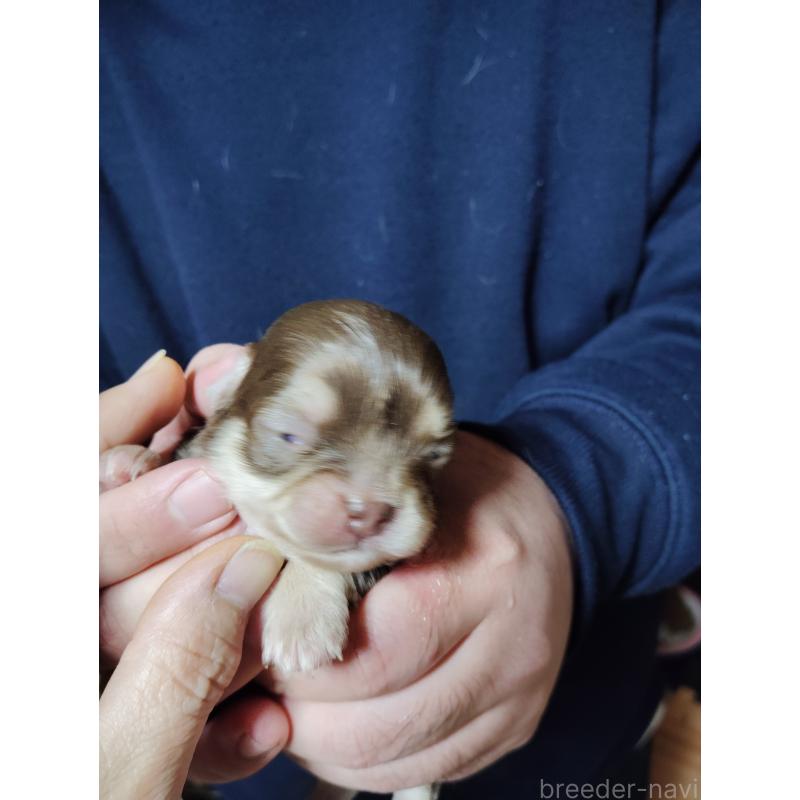 販売中の静岡県のチワワ(スムースコート)-447064の5枚目