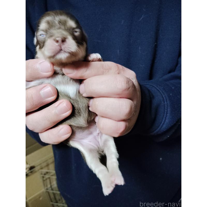 販売中の静岡県のチワワ(スムースコート)-447064の3枚目