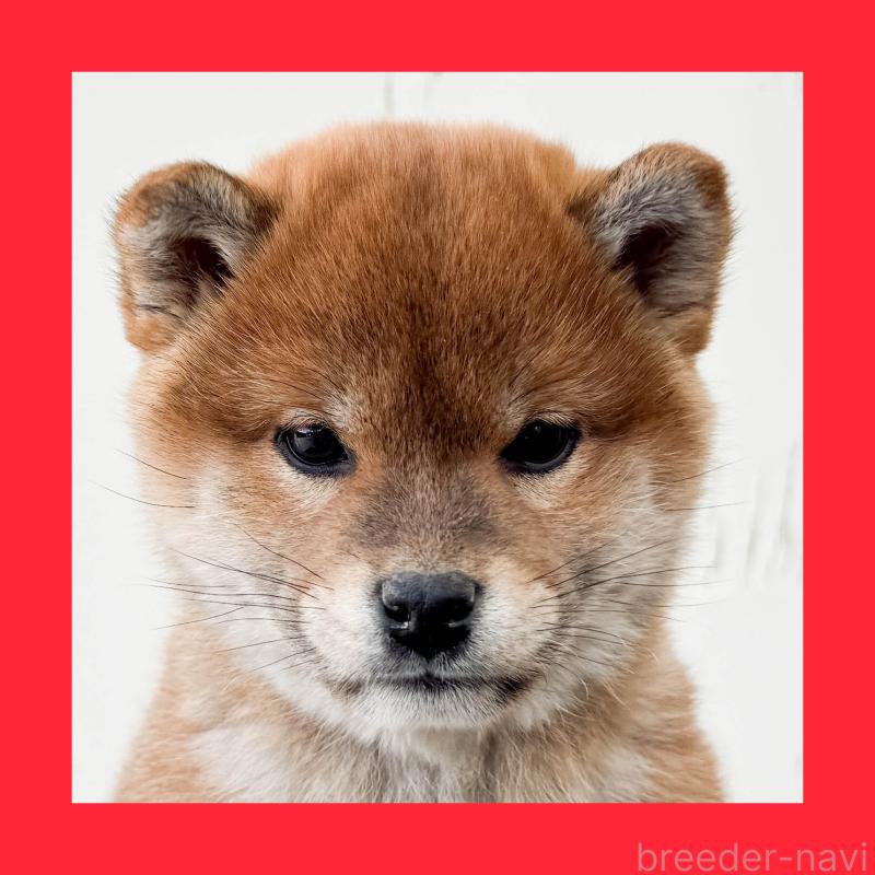 販売中の愛知県の柴犬-447087の1枚目