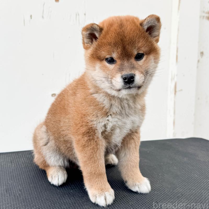 販売中の愛知県の柴犬-447087の3枚目