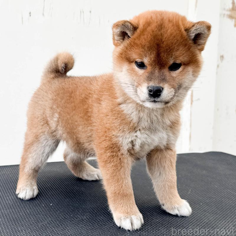 販売中の愛知県の柴犬-447087の2枚目