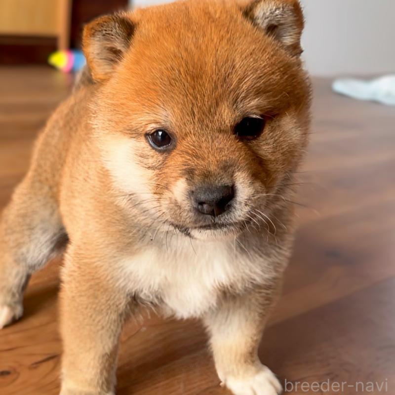 販売中の岐阜県の柴犬-447065の1枚目