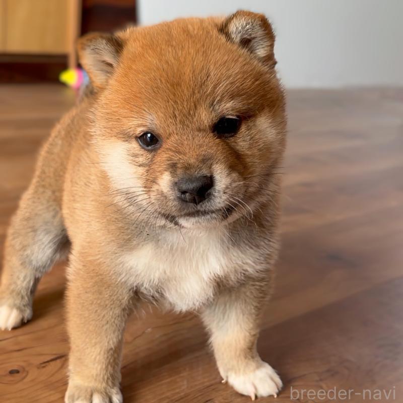 販売中の岐阜県の柴犬-447065の6枚目