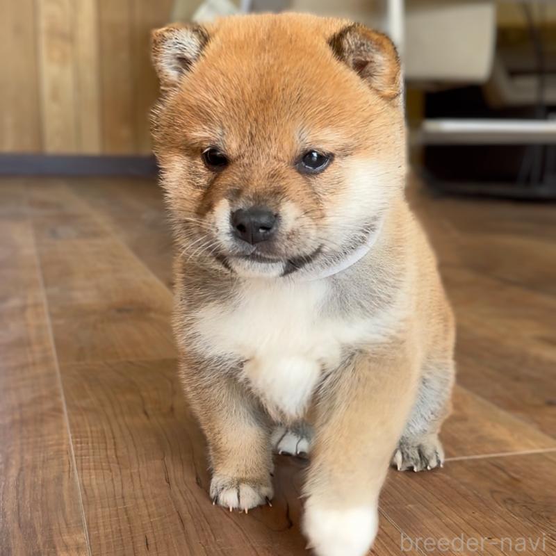 販売中の岐阜県の柴犬-447065の5枚目