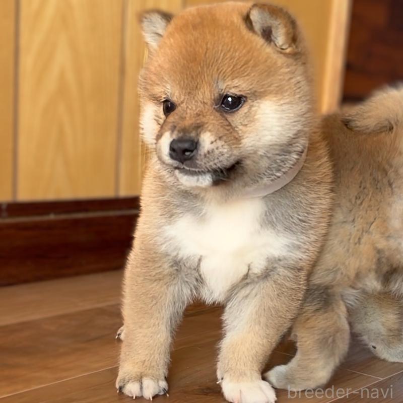 販売中の岐阜県の柴犬-447065の4枚目