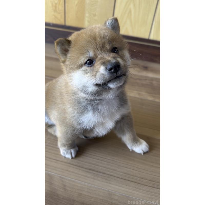 販売中の岐阜県の柴犬-447065の3枚目