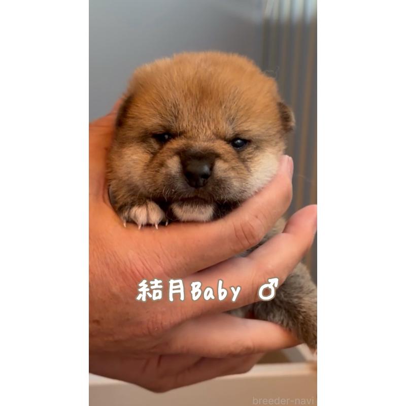 販売中の岐阜県の柴犬-447065の2枚目