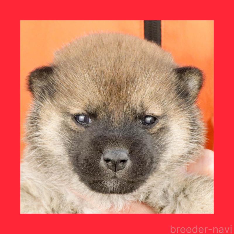 販売中の愛知県の柴犬-447088