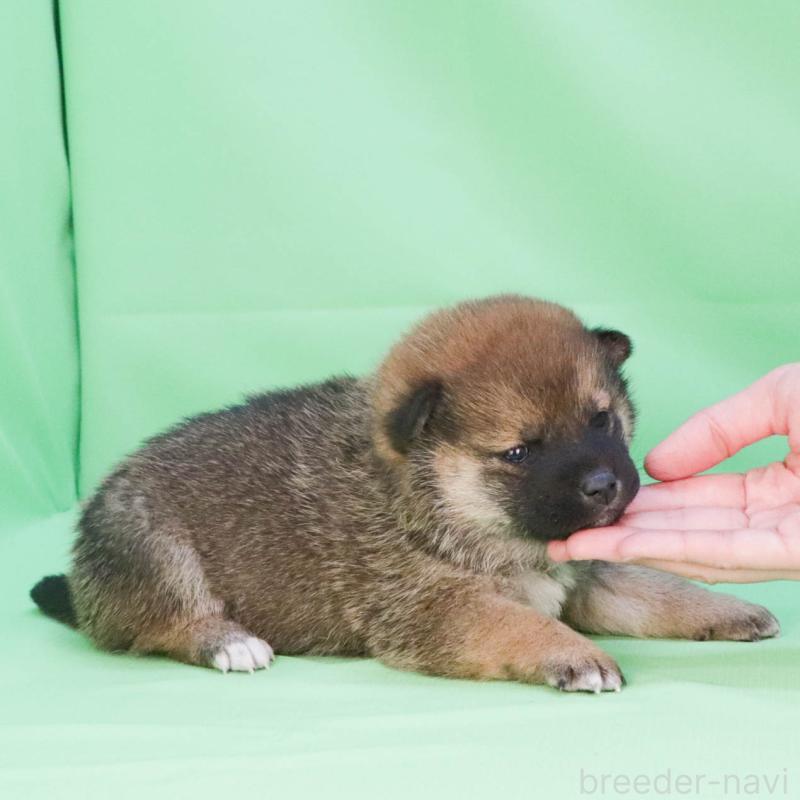 販売中の愛知県の柴犬-447088の3枚目