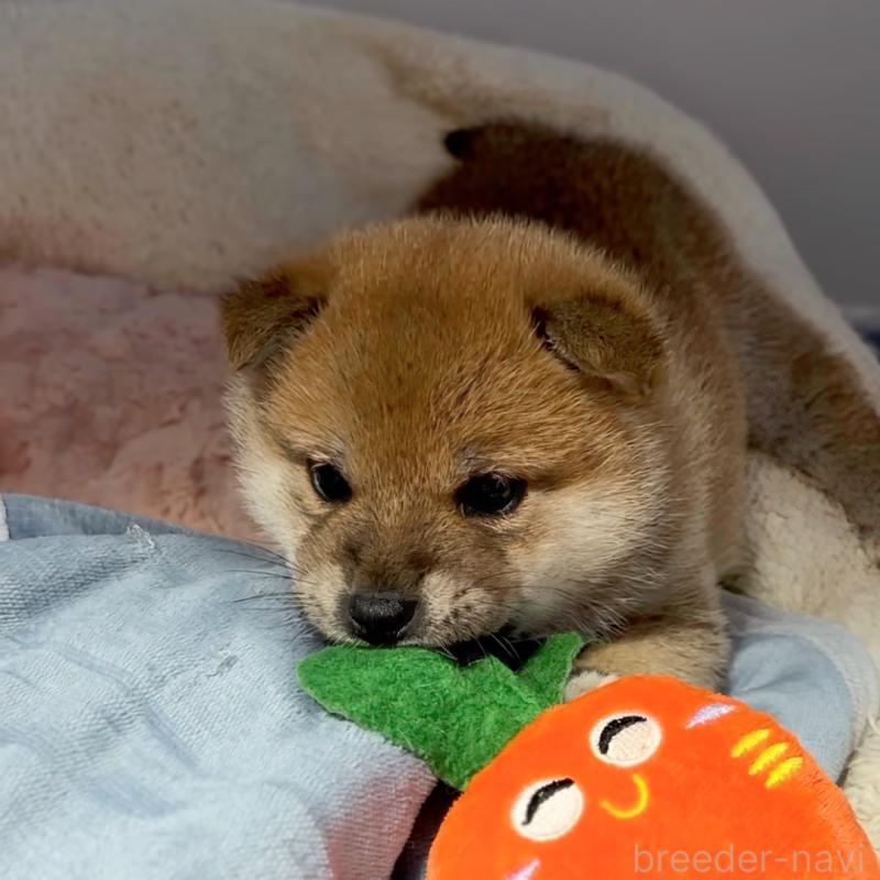 販売中の岐阜県の柴犬-441254