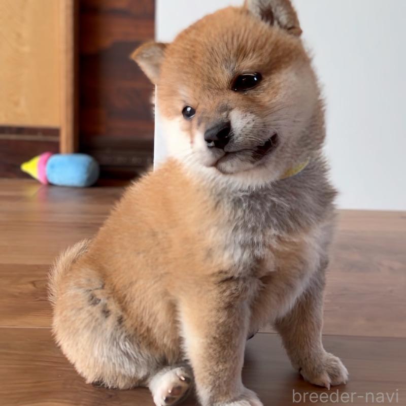 商談中の岐阜県の柴犬-447086の8枚目