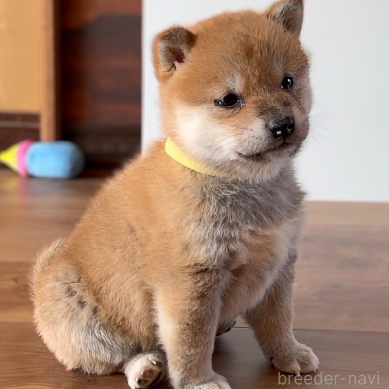 商談中の岐阜県の柴犬-447086の7枚目