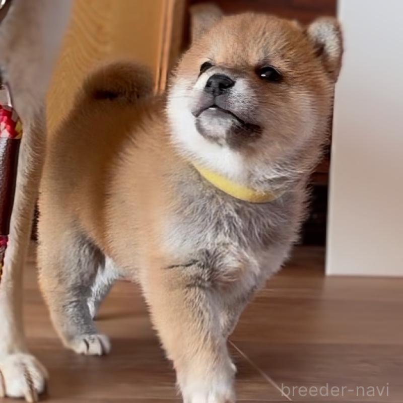 商談中の岐阜県の柴犬-447086