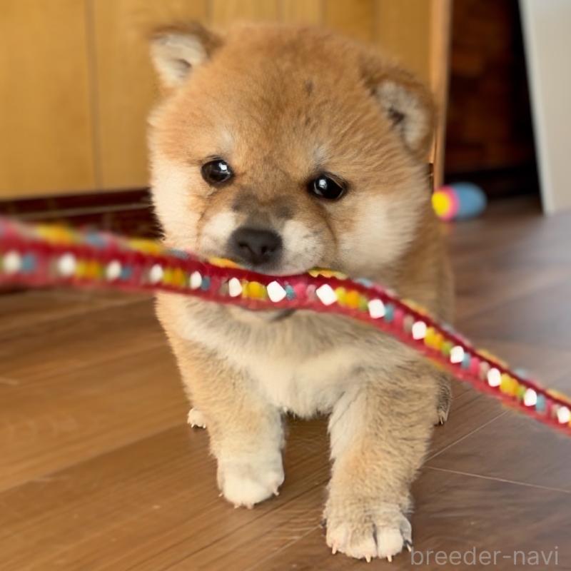 商談中の岐阜県の柴犬-447086の6枚目