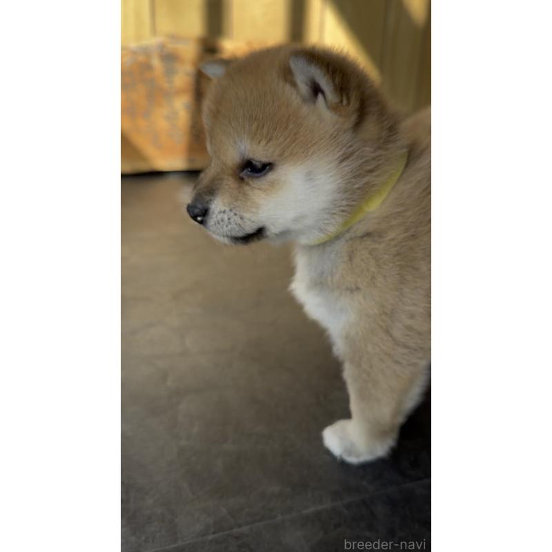 商談中の岐阜県の柴犬-447086の4枚目